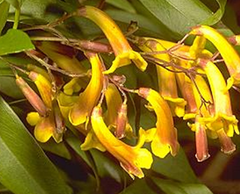 yellow tubular flower
